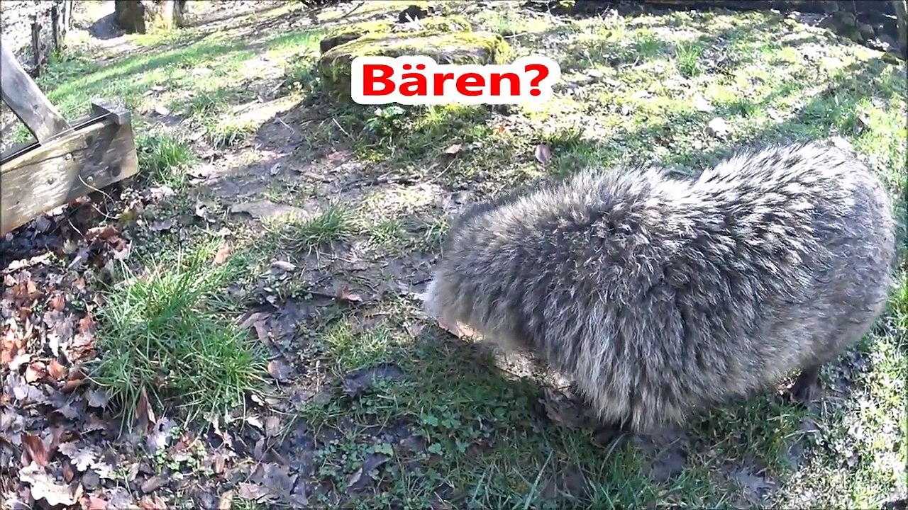 [Wissen] Marderhund - Enok (Raccoon dog) - Neozoen - Allesfresser - Tiere - Natur - Säugetier