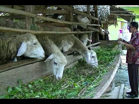 LANGKAT - PERMINTAAN HEWAN QURBAN KAMBING MENURUN