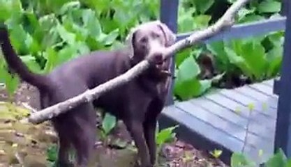 Un problème pas facile à résoudre pour un chien