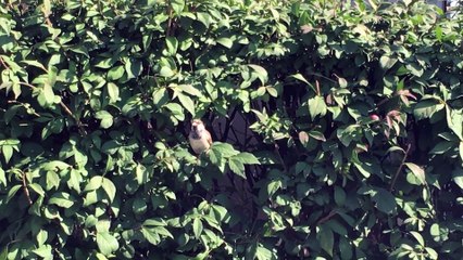 In Memory of Abbas Kiarostami 17. "kiarostami's Cherry Tree before and after the Storm