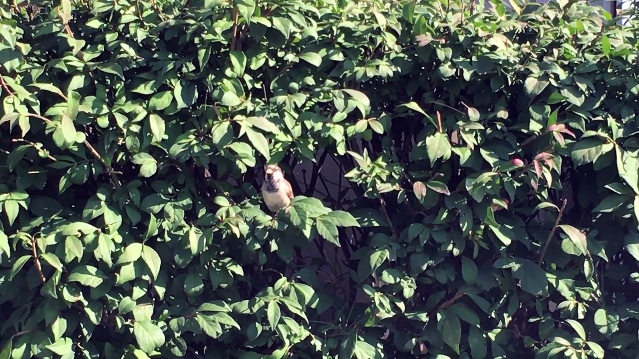 In Memory of Abbas Kiarostami 17. "kiarostami's Cherry Tree before and after the Storm