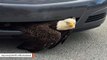 This Bald Eagle Stuck In Car’s Grill Is Being Compared To America's 'Current Political Situation'