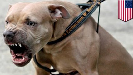 Des policiers new-yorkais abattent un chien violent