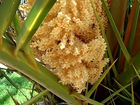 Abeilles récoltant du pollen sur fleurs d'un palmier. نحلات تجمع جبوب الطلع من أزهار نخلة