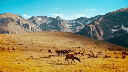 BUNT. ft. Beginners - Young Hearts