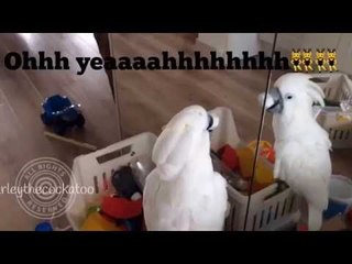 Musical Cockatoo Practices Her Vocal Exercises