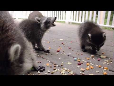 Family of Raccoons Visit House for Lunch