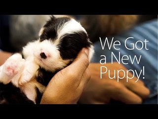 Adorable Puppy Enjoys Bath Time