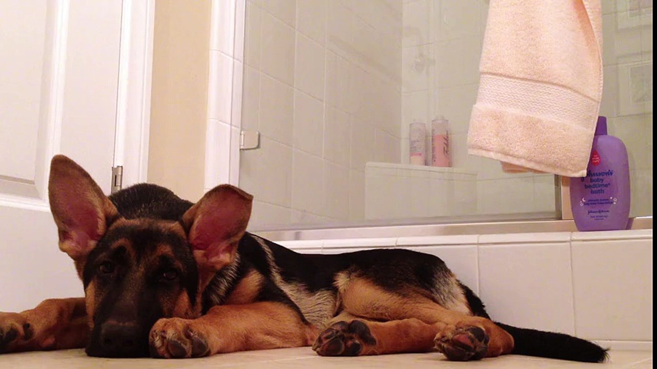 This dog can not stand the boss who sings, that's what it does.