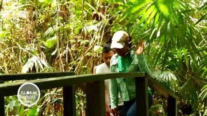 Species preservation in Chiquibul | Global 3000