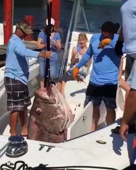 Huge Sea monster caught alive in USA!