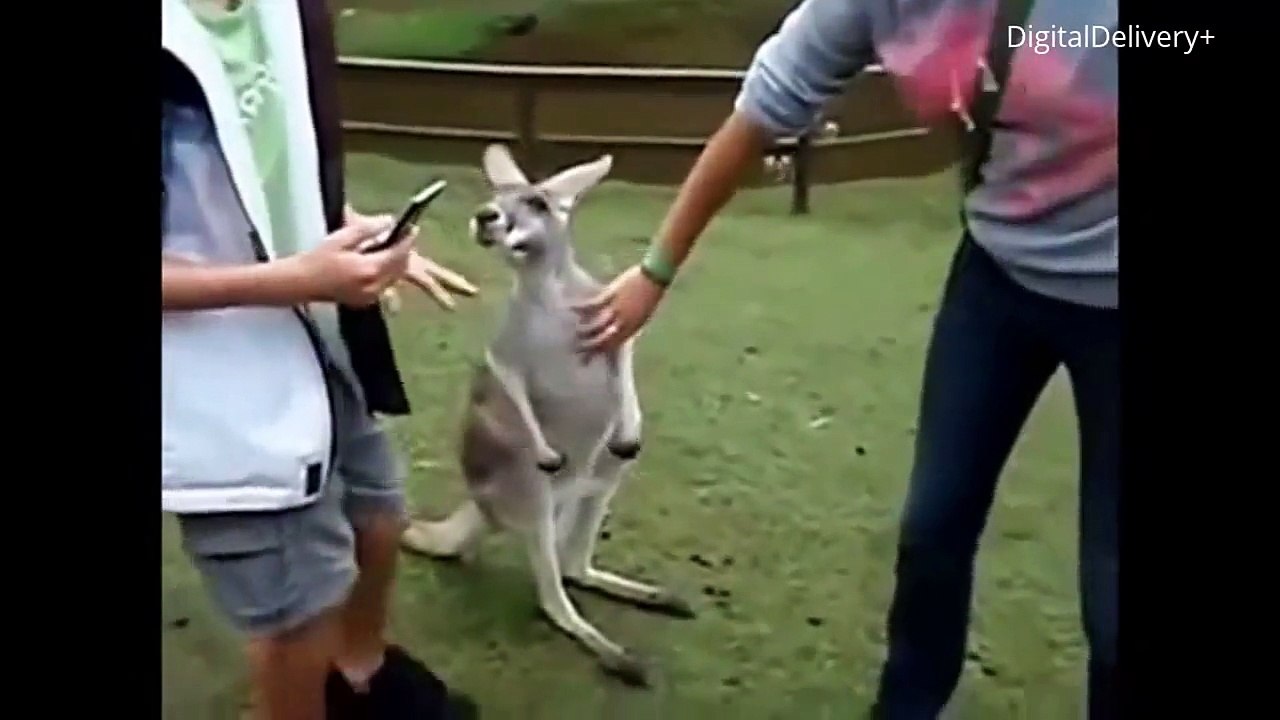 Animals Gone Wild Funny Animal Chase Compilation Funniest Animals Chasing People