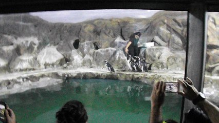 pinguins aquario de paranagua