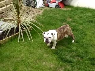 Sybelle - Bulldog anglais