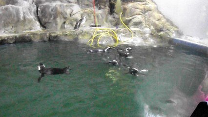 pinguins aquario de paranagua2