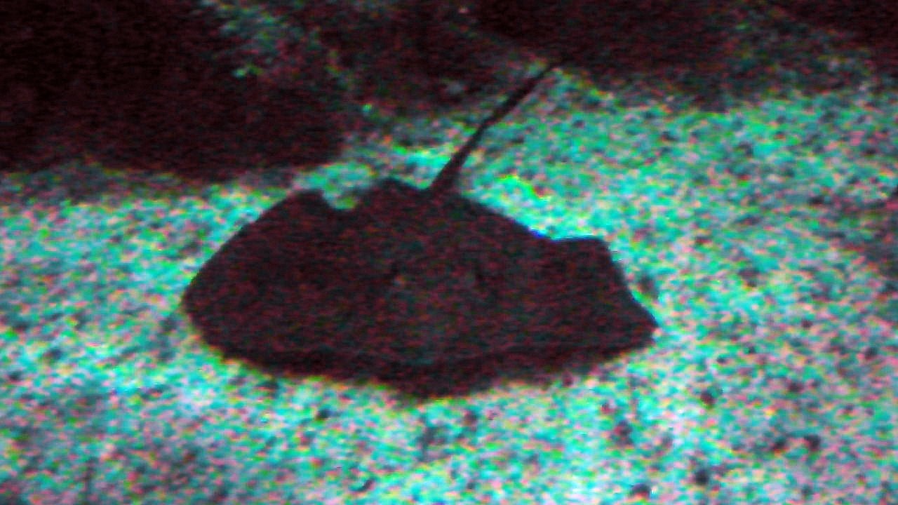 aquario de paranagua5