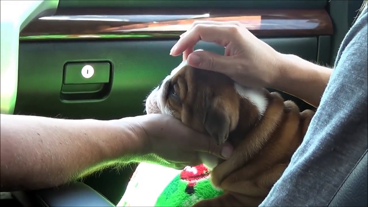 Bere s BullDog Adventures Part 1 - Bere comes home