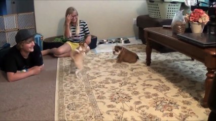 Bere s Bulldog Adventures Part 2 - Bere meets Lexi