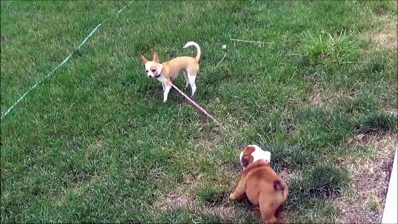 Bere s Bulldog Adventures Part 3 - Bere learns to walk Lexi