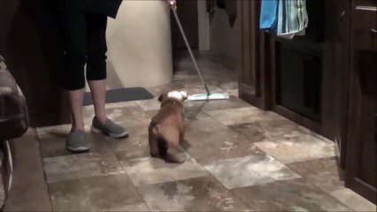 Bere s Bulldog Adventures Part 5 - Attack of the Swiffer!