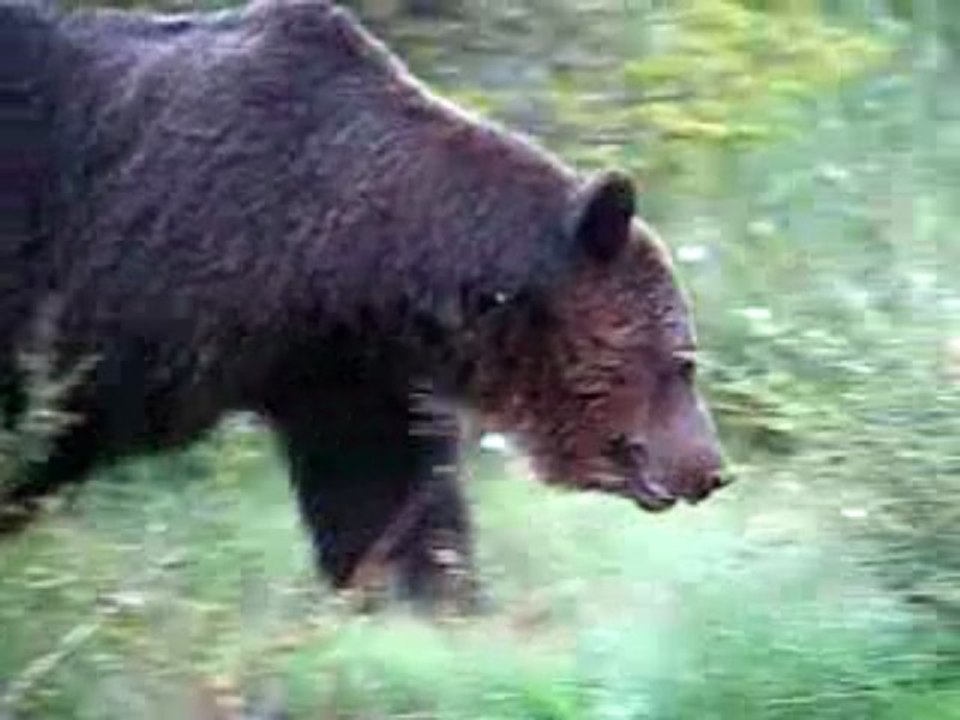 Brown Bear