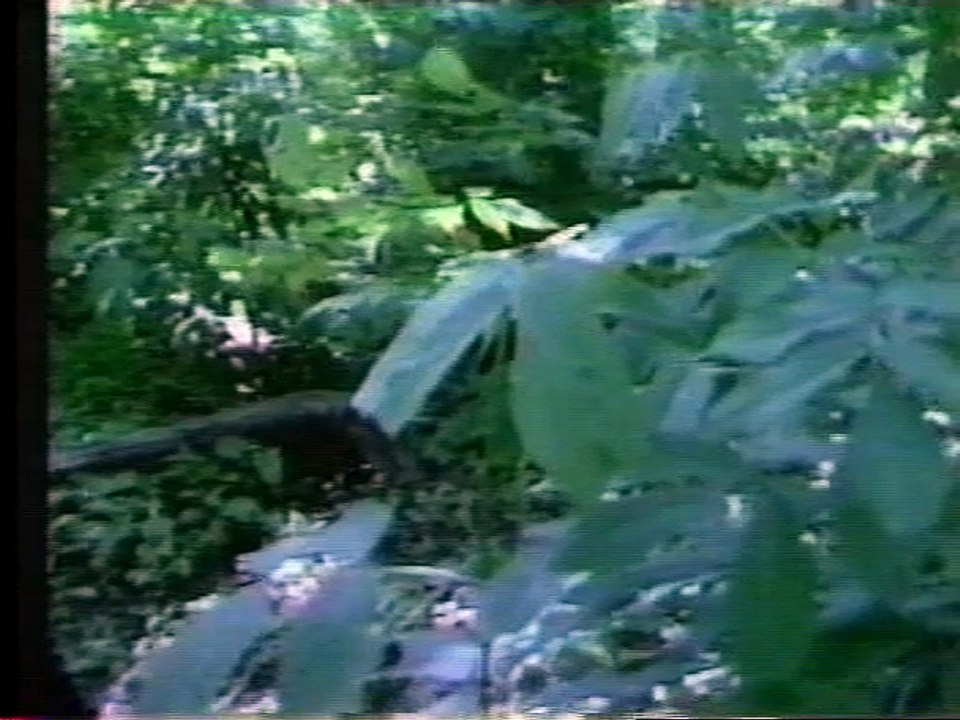 Coka the Couger (2000)