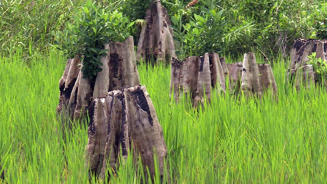 Gesundheitsprojekt rettet Regenwald auf Borneo