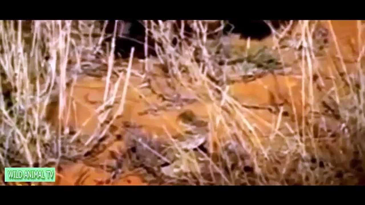 Top 10 Craziest Eagle Kill Snake, Wolf Attack Dog, Lion vs Bear Most Amazing Wild Animal Attacks