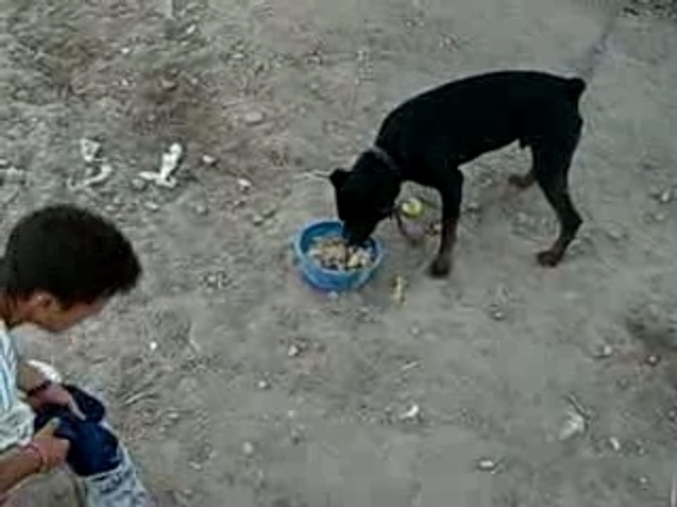 Tchik rottweiler 3