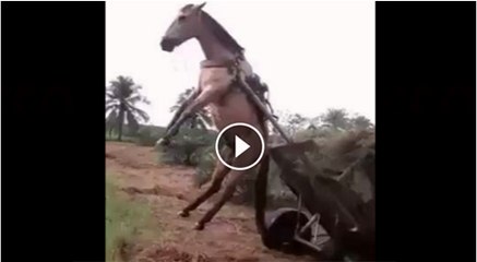 Extra load at animals are not allowed