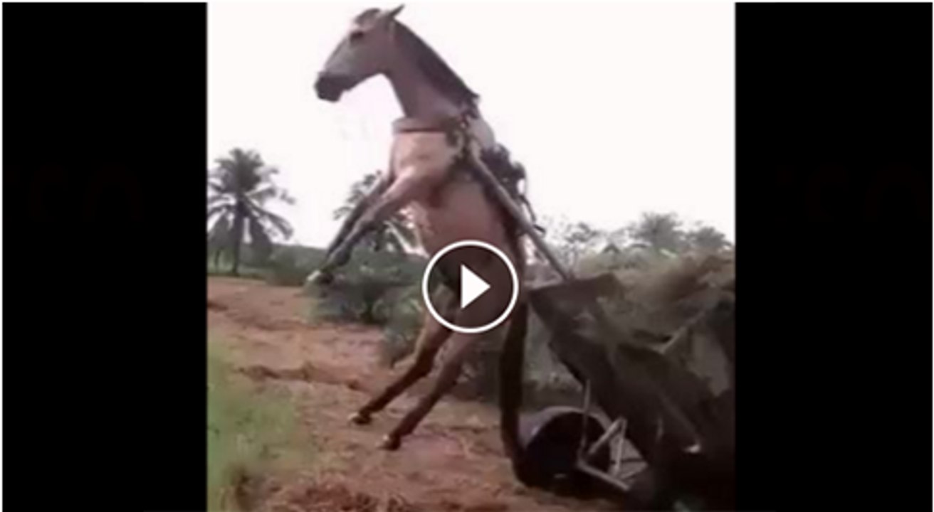 Extra load at animals are not allowed
