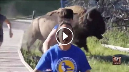 stay away from wildlife in national parks