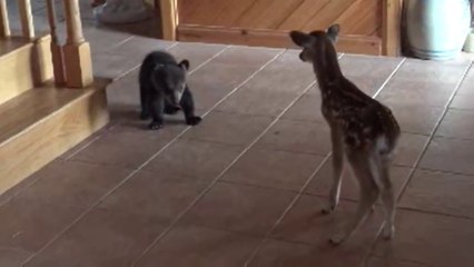 Rencontre entre un bébé ours et un jeune faon... Adorable