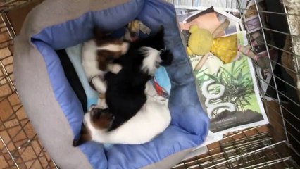 Dur dur d'avoir des gamins... Même pour un chien!