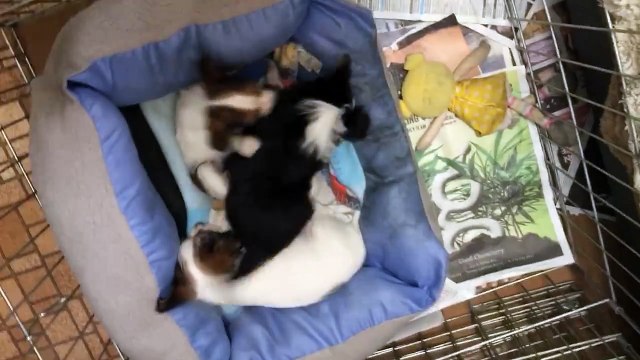 Dur dur d'avoir des gamins... Même pour un chien!