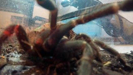 Attaque d'une araignée géante! Tarantula Strike!