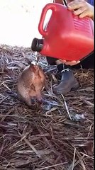 Ce tatou avait très très soif!