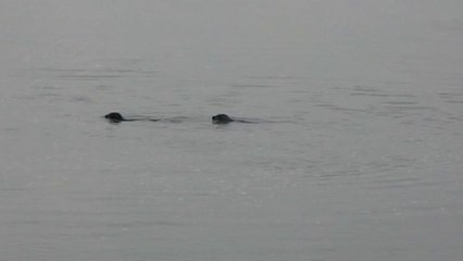 Le Crotoy : deux phoques se régalent dans l'eau