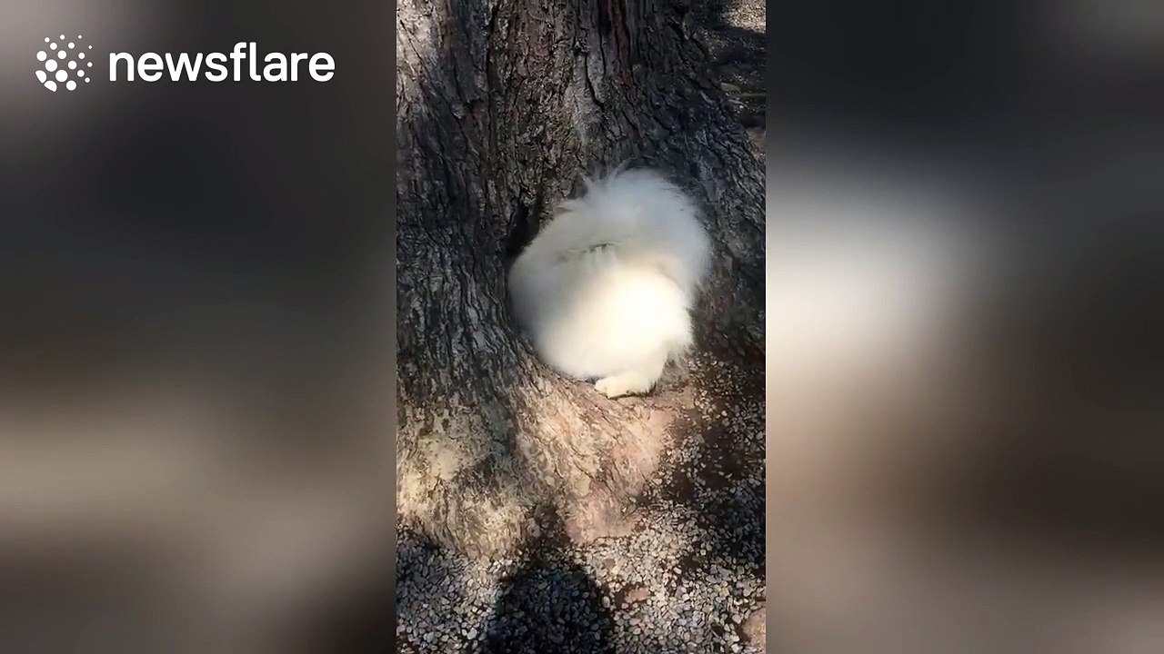 Adorable dogs disappear inside tree