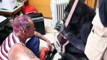 Un gorille joue de la guitare avec Flea des Red Hot Chili Peppers