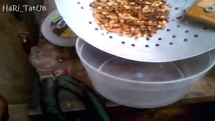CARA AMPUH MENGOBATI SAKIT GIGI Hingga ulat keluar