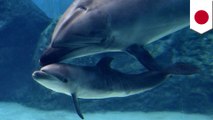 Taiji cove: Dolphin kills own pup four days after birth, mercy kill suspected - TomoNews