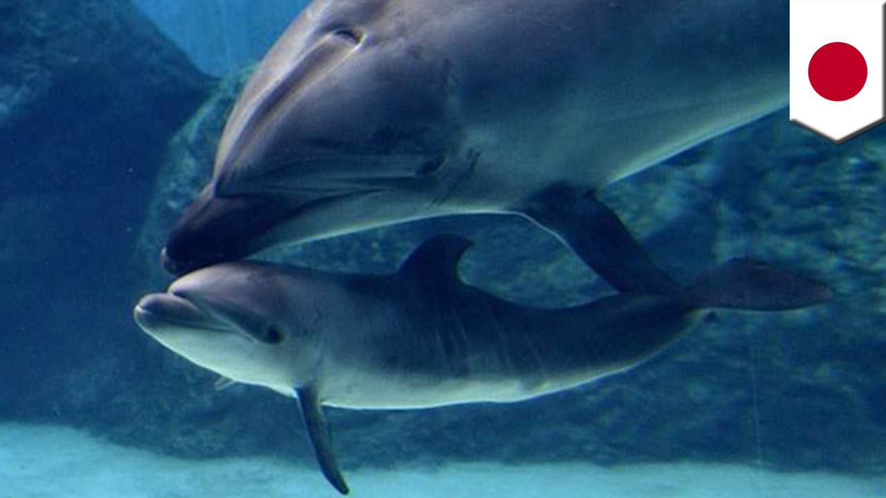 Taiji cove: Dolphin kills own pup four days after birth, mercy kill suspected - TomoNews