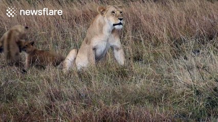 Naughty lion cubs play while lioness gets some peace and quiet