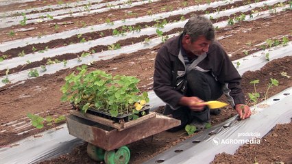 SAZNALI SMO: Šta DOBIJATE kada primenjujete ZEOLIT prilikom jesenje sadnje jagoda?