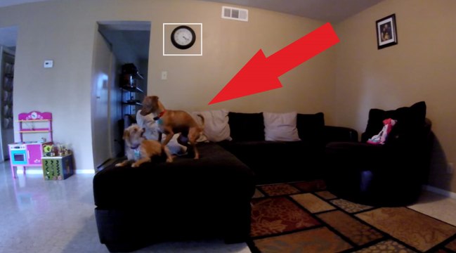 Mette una telecamera in casa per spiare i cani mentre lui non c’è: Ciò che fanno è fuori dal comune