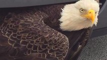 Bald Eagle Survives Being Trapped in Car Grille After Hurricane Matthew