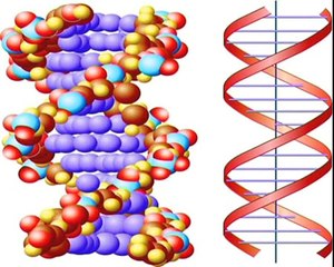 Sciences & Islam : '' le adam génétique et l'ève mitochondrial ''