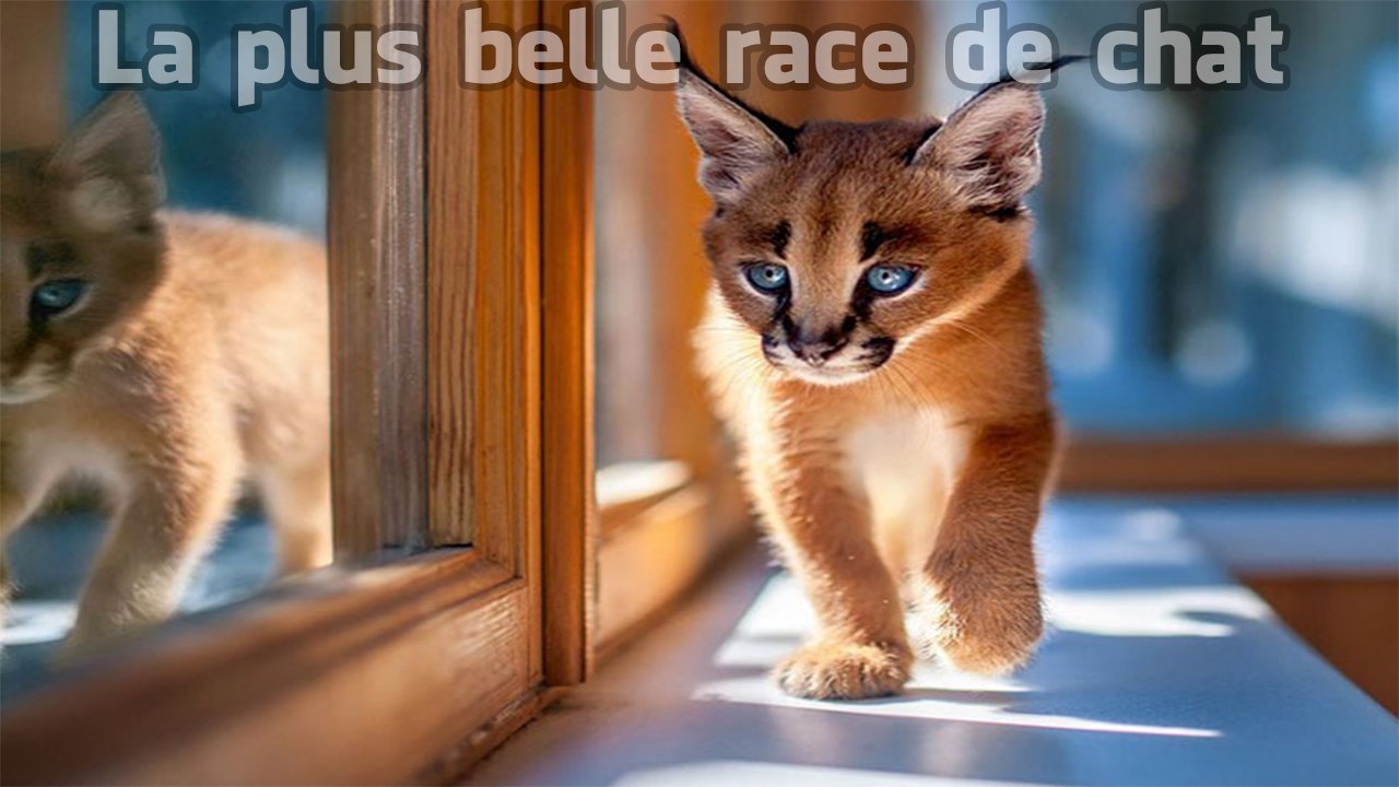 La plus belle race de chat.