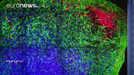 Ученые ЕС оставят кроликов в покое